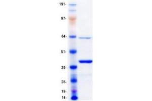 Validation with Western Blot (MBNL1 Protein (Transcript Variant 6) (Myc-DYKDDDDK Tag))