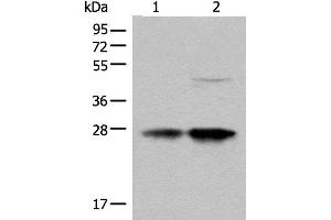 Western blot analysis of HL-60 and HEPG2 cell lysates using COA7 Polyclonal Antibody at dilution of 1:550 (C1orf163 anticorps)