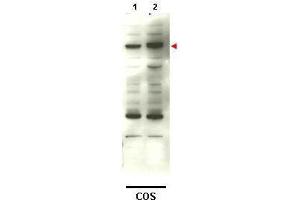 Western blot using  affinity purified anti-SMAD4 to detect over-expressed SMAD4 in transfected COS cells (lane 2).
