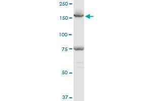 EEA1 polyclonal antibody (A01), Lot # 060717JCS1.