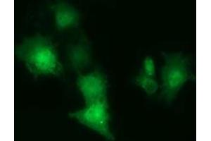Immunofluorescence (IF) image for anti-COBW Domain Containing 1 (CBWD1) antibody (ABIN1497115) (CBWD1 anticorps)