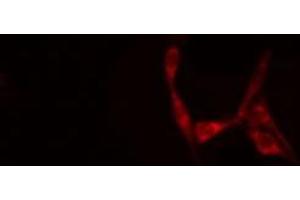 ABIN6277707 staining Hela cells by IF/ICC. (SH3G2 anticorps  (Internal Region))