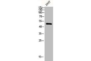 Western blot analysis of 293T lysis using ChemR23 antibody. (CMKLR1 anticorps  (Internal Region))