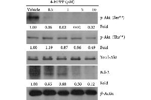The effect of 4-HPPP on Akt phosphorylation changes in NSCLC cells.
