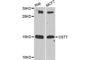 Western blot analysis of extract of Raji and MCCF7 cells, using CST7 antibody. (CST7 anticorps)
