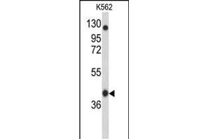 Western blot analysis of OBEC3F Antibody (N-term) 9176a in K562 cell line lysates (35 μg/lane). (APOBEC3F anticorps  (N-Term))