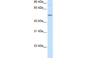 WB Suggested Anti-BHMT Antibody  Titration: 2. (BHMT anticorps  (N-Term))