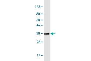 Western Blot detection against Immunogen (32. (SLC15A3 anticorps  (AA 254-311))