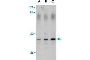 Western blot analysis of CASP1 in HeLa cell lysate with CASP1 polyclonal antibody  at (A) 0. (Caspase 1 anticorps  (Internal Region))