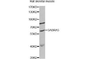 Western blot analysis of extracts of rat skeletal muscle, using GABRA5 antibody (ABIN6292937) at 1:1000 dilution. (GABRA5 anticorps)