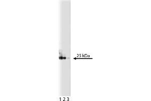 Western Blotting (WB) image for anti-Eukaryotic Translation Initiation Factor 4E (EIF4E) (AA 1-217) antibody (ABIN967870)