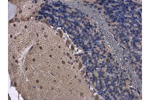 IHC-P Image FGF13 antibody detects FGF13 protein at cytoplasm in mouse brain by immunohistochemical analysis.