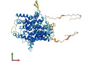 AlphaFold protein structure predicition of Human Recombinant SLC23A1 Protein, UniprotID Q9UHI7