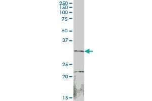 SULT1B1 MaxPab polyclonal antibody.