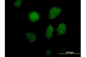Immunofluorescence of purified MaxPab antibody to TAF5L on HeLa cell. (TAF5L anticorps  (AA 1-325))