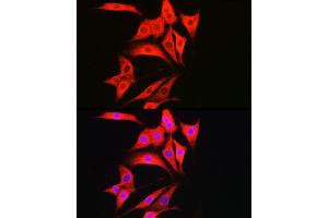 Immunofluorescence analysis of NIH/3T3 cells using C Rabbit pAb (ABIN7266110) at dilution of 1:50 (40x lens). (Caspase 1 anticorps)