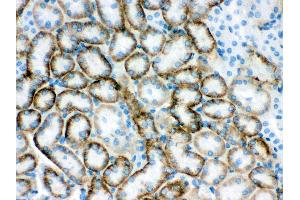 Anti- SLC22A2 Picoband antibody, IHC(P) IHC(P): Mouse Kidney Tissue (SLC22A2 anticorps  (Middle Region))