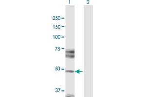 Western Blot analysis of HDAC3 expression in transfected 293T cell line by HDAC3 MaxPab polyclonal antibody. (HDAC3 anticorps  (AA 1-428))