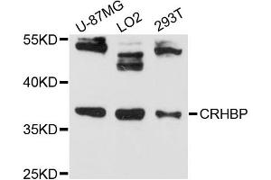 Western blot analysis of extracts of various cell lines, using CRHBP antibody (ABIN6291541) at 1:3000 dilution. (CRHBP anticorps)