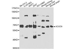 Western blot analysis of extracts of various cell lines, using ACAD9 antibody. (ACAD9 anticorps)
