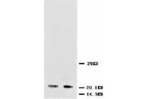 Image no. 2 for anti-Neurotrophin 3 (NTF3) (Internal Region) antibody (ABIN1490362)