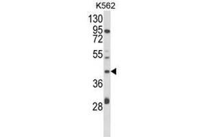 Western blot analysis of COQ3 Antibody (Center) in K562 cell line lysates (35ug/lane). (COQ3 anticorps  (Middle Region))