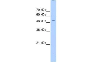 WB Suggested Anti-ZNF500 Antibody Titration:  0. (ZNF500 anticorps  (N-Term))
