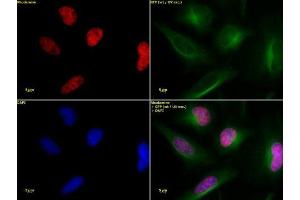 Histone H3 acetyl Lys36 antibody tested by immunofluorescence. (Histone 3 anticorps  (H3K36ac))