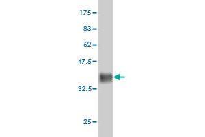 Western Blot detection against Immunogen (36. (ARL6IP4 anticorps  (AA 261-360))
