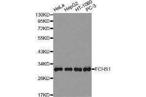 Western Blotting (WB) image for anti-Enoyl CoA Hydratase, Short Chain, 1, Mitochondrial (ECHS1) (AA 28-290) antibody (ABIN6220388) (ECHS1 anticorps  (AA 28-290))