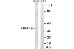 Western blot analysis of extracts from HuvEc cells, using GRAP2 Antibody. (GRAP2 anticorps  (AA 121-170))