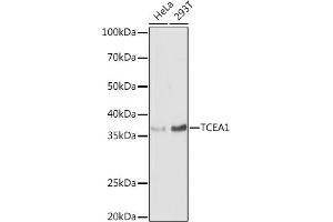 Western blot analysis of extracts of various cell lines, using TCE antibody (0541) at 1:1000 dilution. (TCEA1 anticorps  (AA 80-180))