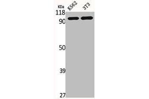 Western Blot analysis of K562 NIH-3T3 cells using HURP Polyclonal Antibody (DLGAP5 anticorps  (C-Term))