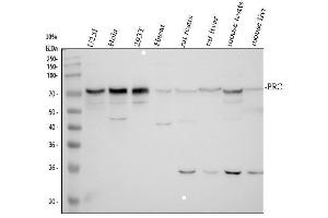 Western blot analysis of PRC1 using anti-PRC1 antibody (ABIN3043445). (PRC1 anticorps  (AA 1-233))