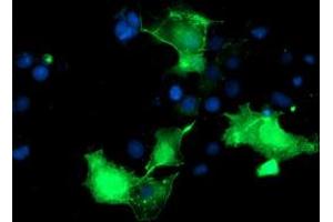 Anti-PDLIM2 mouse monoclonal antibody (ABIN2454447) immunofluorescent staining of COS7 cells transiently transfected by pCMV6-ENTRY PDLIM2 (RC210022). (PDLIM2 anticorps)