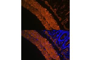 Immunofluorescence analysis of rat colon using α-Smooth Muscle Actin  Rabbit mAb (ABIN7265392) at dilution of 1:100 (40x lens). (Smooth Muscle Actin anticorps)