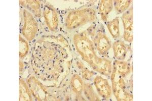 Immunohistochemistry of paraffin-embedded human kidney tissue using ABIN7152677 at dilution of 1:100 (FERD3L anticorps  (AA 1-167))