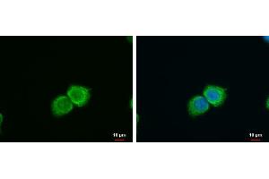 ICC/IF Image SFXN4 antibody detects SFXN4 protein at cytoplasm by immunofluorescent analysis. (Sideroflexin 4 anticorps)
