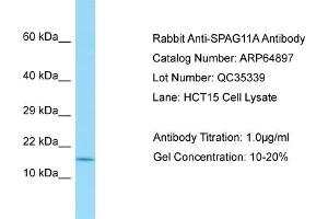 Western Blotting (WB) image for anti-Sperm Associated Antigen 11A (SPAG11A) (N-Term) antibody (ABIN971765) (SPAG11A anticorps  (N-Term))