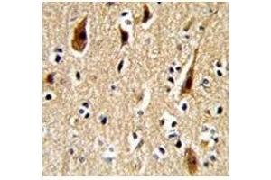 IHC analysis of FFPE human brain with APP antibody