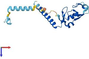 AlphaFold protein structure predicition of Human Recombinant RNF181 Protein, UniprotID Q9P0P0