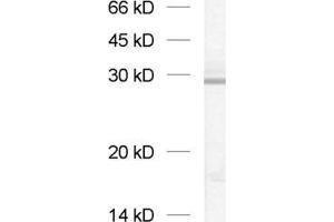 dilution: 1 : 1000, sample: crude synaptosomal fraction of rat brain (P2) (GOSR2 anticorps  (Cytoplasmic Domain))