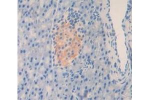 IHC-P analysis of Mouse Tissue, with DAB staining. (PLAT anticorps  (AA 359-532))