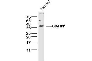 Hcclm3 lysates probed with CIAPIN1 Polyclonal Antibody, unconjugated  at 1:300 overnight at 4°C followed by a conjugated secondary antibody for 60 minutes at 37°C. (CIAPIN1 anticorps  (AA 51-150))