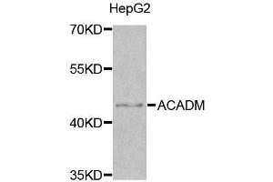 Western blot analysis of extracts of various cell lines, using ACADM antibody. (Medium-Chain Specific Acyl-CoA Dehydrogenase, Mitochondrial (AA 1-220) anticorps)