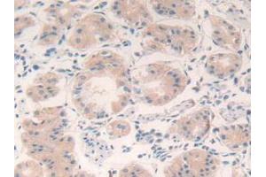 IHC-P analysis of Human Stomach Tissue, with DAB staining. (VEGFA anticorps  (AA 28-191))