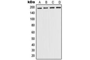 Western blot analysis of POLR1A expression in A375 (A), HEK293T (B), NIH3T3 (C), H9C2 (D) whole cell lysates.