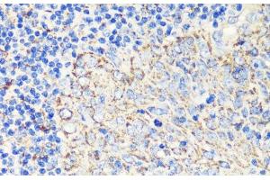 Immunohistochemistry of paraffin-embedded Human tonsil using FKBP1A Polyclonal Antibody at dilution of 1:200 (40x lens). (FKBP1A anticorps)