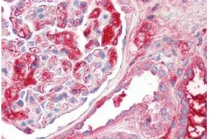 Image no. 2 for anti-Kininogen 1 (KNG1) (AA 251-300) antibody (ABIN6749733) (KNG1 anticorps  (AA 251-300))