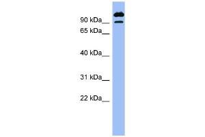 WB Suggested Anti-SCYL3 Antibody Titration: 0. (SCYL3 anticorps  (N-Term))